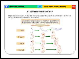 Teoría de la evolución