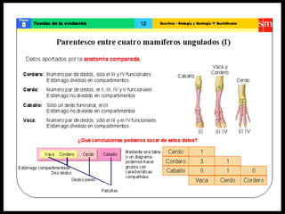 Teoría de la evolución