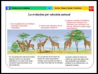 Teoría de la evolución