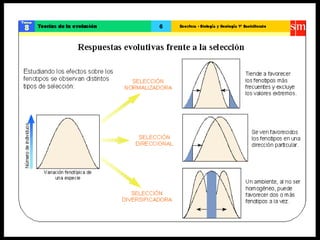 Teoría de la evolución