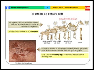 Teoría de la evolución