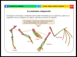 Teoría de la evolución