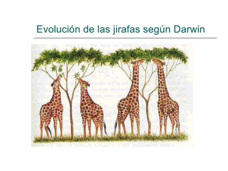 Teoria De Darwin Sobre Las Jirafas es.slideshare.net