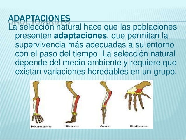 Teoría de la evolución por selección natural