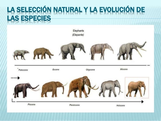 Teoría de la evolución por selección natural