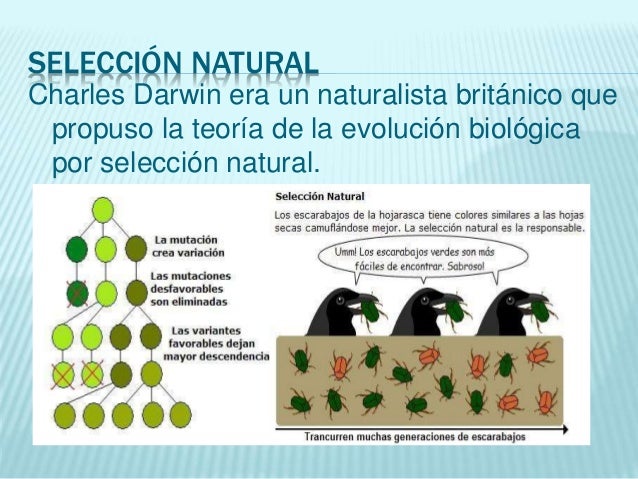Teoría de la evolución por selección natural