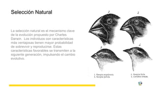Teora de la Evolucin Un Viaje a Travs del Tiempo.pptx