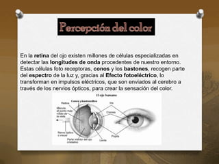 En la retina del ojo existen millones de células especializadas en
detectar las longitudes de onda procedentes de nuestro entorno.
Estas células foto receptoras, conos y los bastones, recogen parte
del espectro de la luz y, gracias al Efecto fotoeléctrico, lo
transforman en impulsos eléctricos, que son enviados al cerebro a
través de los nervios ópticos, para crear la sensación del color.
 