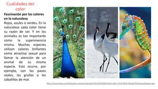 Cualidades del
color
Fascinación por los colores
en la naturaleza
Rojos, azules o verdes. En la
naturaleza cada color tiene
su razón de ser. Y en los
animales es tan importante
como la supervivencia
misma. Muchas especies
utilizan colores brillantes
como atractivo sexual para
llamar la atención de un
animal de su misma
especie. Esto ocurre, por
ejemplo, con los pavos
reales, las grullas o los
caballitos de mar.
http://www.xkuty.com/blog/wp-content/uploads/2014/03/8d91e4cd-cb4c-47c0-bd58-40ea819d7deawallpaper.jpg
 