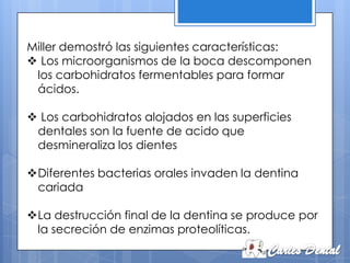 Miller demostró las siguientes características:
 Los microorganismos de la boca descomponen
 los carbohidratos fermentables para formar
 ácidos.

 Los carbohidratos alojados en las superficies
 dentales son la fuente de acido que
 desmineraliza los dientes

Diferentes bacterias orales invaden la dentina
 cariada

La destrucción final de la dentina se produce por
 la secreción de enzimas proteolíticas.
 