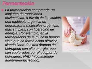  La fermentación comprende un
conjunto de reacciones
enzimáticas, a través de las cuales
una molécula orgánica es
degradada a moléculas orgánicas
más simples, con liberación de
energía. Por ejemplo, en la
fermentación de la glucosa hemos
visto que se forma acido piruvico,
siendo liberados dos átomos de
hidrogeno con alta energía, que
son capturados por el aceptor de
hidrogeno, NAD (nicotinamida-
adenina-dinucleotido).
 