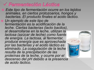  Este tipo de fermentación ocurre en los tejidos
animales, en ciertos protozoarios, hongos y
bacterias. El producto finales el acido láctico.
 Un ejemplo de este tipo de
fermentación es la acidificación de la
leche. Ciertas bacterias (lacto bacilos),
al desarrollarse en la leche, utilizan la
lactosa (azúcar de leche) como fuente
de energía. La lactosa, al fermentar,
produce energía que es aprovechada
por las bacterias y el acido láctico es
eliminado. La coagulación de la leche
resulta de la precipitación de las
proteínas de la leche, y ocurre por el
descenso del pH debido a la presencia
de acido láctico.
 