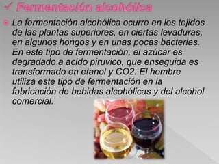  La fermentación alcohólica ocurre en los tejidos
de las plantas superiores, en ciertas levaduras,
en algunos hongos y en unas pocas bacterias.
En este tipo de fermentación, el azúcar es
degradado a acido piruvico, que enseguida es
transformado en etanol y CO2. El hombre
utiliza este tipo de fermentación en la
fabricación de bebidas alcohólicas y del alcohol
comercial.
 