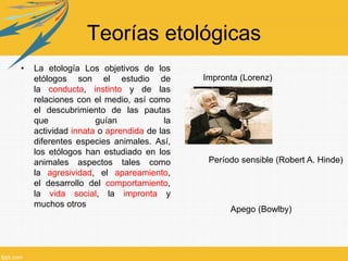 Teorías etológicas
• La etología Los objetivos de los
etólogos son el estudio de
la conducta, instinto y de las
relaciones con el medio, así como
el descubrimiento de las pautas
que guían la
actividad innata o aprendida de las
diferentes especies animales. Así,
los etólogos han estudiado en los
animales aspectos tales como
la agresividad, el apareamiento,
el desarrollo del comportamiento,
la vida social, la impronta y
muchos otros
Impronta (Lorenz)
Período sensible (Robert A. Hinde)
Apego (Bowlby)
 