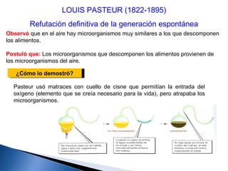 Pasteur usó matraces con cuello de cisne que permitían la entrada del oxígeno (elemento que se creía necesario para la vida), pero atrapaba los microorganismos. LOUIS PASTEUR (1822-1895) Refutación definitiva de la generación espontánea Observó  que en el aire hay microorganismos muy similares a los que descomponen los alimentos. Postuló que:  Los microorganismos que descomponen los alimentos provienen de los microorganismos del aire. ¿Cómo lo demostró? 