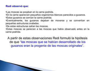 Redi observó que:  Las moscas se posaban en la carne podrida. En la carne aparecían pequeños organismos blancos parecidos a gusanos.  Estos gusanos se comían la carne podrida.  Eventualmente, los gusanos dejaban de moverse y se convertían en pequeñas estructuras ovaladas.  De estas estructuras salían las moscas.  Estas moscas se parecían a las moscas que había observado antes en la carne podrida.  A partir de estas observaciones Redi formuló la hipótesis de que  “las moscas que se habían desarrollado de los gusanos eran la progenie de las moscas originales”. 