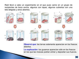 Redi llevó a cabo un experimento en el que puso carne en un grupo de recipientes de boca ancha, algunos con tapas, algunos cubiertos con una tela delgada y otros abiertos. Observó que:  las larvas solamente aparecían en los frascos abiertos.  La explicación:  los   gusanos aparecían sólo en los frascos en los que las moscas podían entrar y depositar sus huevos. 