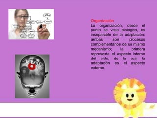 Organización
La organización, desde el
punto de vista biológico, es
inseparable de la adaptación:
ambas       son     procesos
complementarios de un mismo
mecanismo;      la   primera
representa el aspecto interno
del ciclo, de la cual la
adaptación es el aspecto
externo.
 