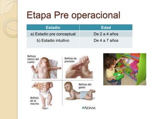 Etapa Pre operacional
        Estadio                Edad
a) Estadio pre conceptual   De 2 a 4 años
   b) Estadio intuitivo     De 4 a 7 años
 