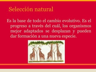 Selección natural
Es la base de todo el cambio evolutivo. Es el
progreso a través del cuál, los organismos
mejor adaptados se desplazan y pueden
dar formación a una nueva especie.
 