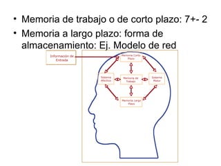 Memoria de trabajo o de corto plazo: 7+- 2 Memoria a largo plazo: forma de almacenamiento: Ej. Modelo de red 