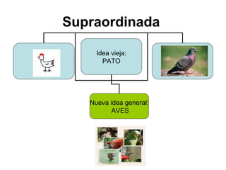 Supraordinada   Idea vieja: PATO gallina Nueva idea general: AVES Idea vieja paloma 