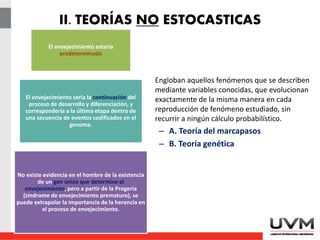 II. TEORÍAS NO ESTOCASTICAS
Engloban aquellos fenómenos que se describen
mediante variables conocidas, que evolucionan
exactamente de la misma manera en cada
reproducción de fenómeno estudiado, sin
recurrir a ningún cálculo probabilístico.
– A. Teoría del marcapasos
– B. Teoría genética
El envejecimiento estaría
predeterminado
El envejecimiento sería la continuación del
proceso de desarrollo y diferenciación, y
correspondería a la última etapa dentro de
una secuencia de eventos codificados en el
genoma.
No existe evidencia en el hombre de la existencia
de un gen único que determine el
envejecimiento, pero a partir de la Progeria
(síndrome de envejecimiento prematuro), se
puede extrapolar la importancia de la herencia en
el proceso de envejecimiento.
 