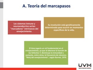 A. Teoría del marcapasos
Los sistemas inmune y
neuroendocrino serían
"marcadores" intrínsecos del
envejecimiento.
Su involución está genéticamente
determinada para ocurrir en momentos
específicos de la vida.
El timo jugaría un rol fundamental en el
envejecimiento, ya que al alterarse la función de
los linfocitos T, disminuye la inmunidad y
aumenta, entre otros, la frecuencia de cánceres.
"Reloj del envejecimiento", según Burnet, 1970.
 
