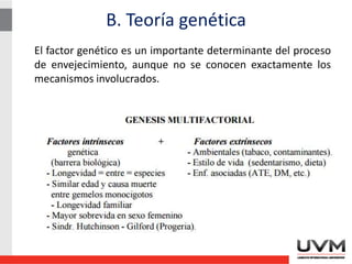 B. Teoría genética
El factor genético es un importante determinante del proceso
de envejecimiento, aunque no se conocen exactamente los
mecanismos involucrados.
 