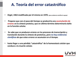 A. Teoría del error catastrófico
• Orgel, 1963 modificada por él mismo en 1970. (poca evidencia científica lo apoya)
• Propone que con el paso del tiempo se produciría una acumulación de
errores en la síntesis proteica, que en último término determinaría daño
en la función celular.
• Se sabe que se producen errores en los procesos de transcripción y
translación durante la síntesis de proteínas, pero no hay evidencias
científicas de que estos errores se acumulen en el tiempo.
• hasta llegar a una pérdida "catastrófica" de la homeostasis celular que
conduce a la muerte celular.
 