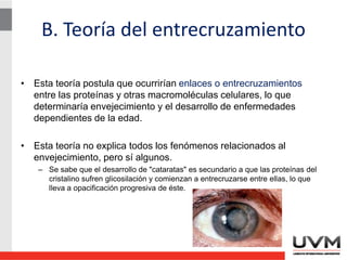 B. Teoría del entrecruzamiento
• Esta teoría postula que ocurrirían enlaces o entrecruzamientos
entre las proteínas y otras macromoléculas celulares, lo que
determinaría envejecimiento y el desarrollo de enfermedades
dependientes de la edad.
• Esta teoría no explica todos los fenómenos relacionados al
envejecimiento, pero sí algunos.
– Se sabe que el desarrollo de "cataratas" es secundario a que las proteínas del
cristalino sufren glicosilación y comienzan a entrecruzarse entre ellas, lo que
lleva a opacificación progresiva de éste.
 