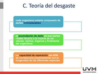C. Teoría del desgaste
cada organismo estaría compuesto de
partes irremplazables
la acumulación de daño en sus partes
vitales llevaría a la muerte de las
células, tejidos, órganos y finalmente
del organismo.
La capacidad de reparación del ADN
se correlaciona positivamente con la
longevidad de las diferentes especies.
 