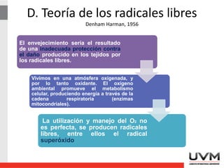 D. Teoría de los radicales libres
Denham Harman, 1956
El envejecimiento sería el resultado
de una inadecuada protección contra
el daño producido en los tejidos por
los radicales libres.
Vivimos en una atmósfera oxigenada, y
por lo tanto oxidante. El oxígeno
ambiental promueve el metabolismo
celular, produciendo energía a través de la
cadena respiratoria (enzimas
mitocondriales).
La utilización y manejo del O2 no
es perfecta, se producen radicales
libres, entre ellos el radical
superóxido
 