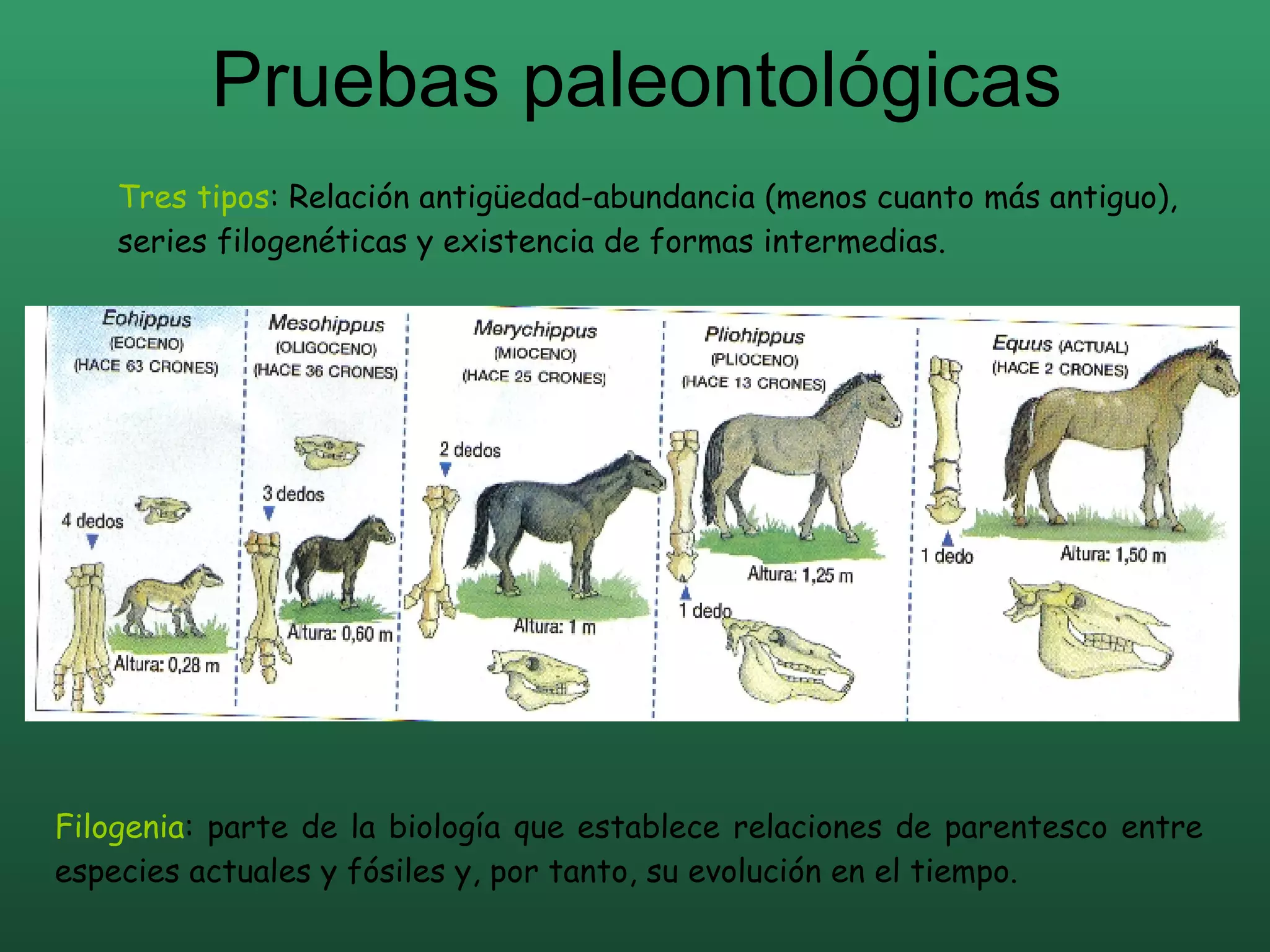 Pruebas paleontológicas Tres tipos : Relación antigüedad-abundancia (menos cuanto más antiguo), series filogenéticas y existencia de formas intermedias. Filogenia : parte de la biología que establece relaciones de parentesco entre especies actuales y fósiles y, por tanto, su evolución en el tiempo. 