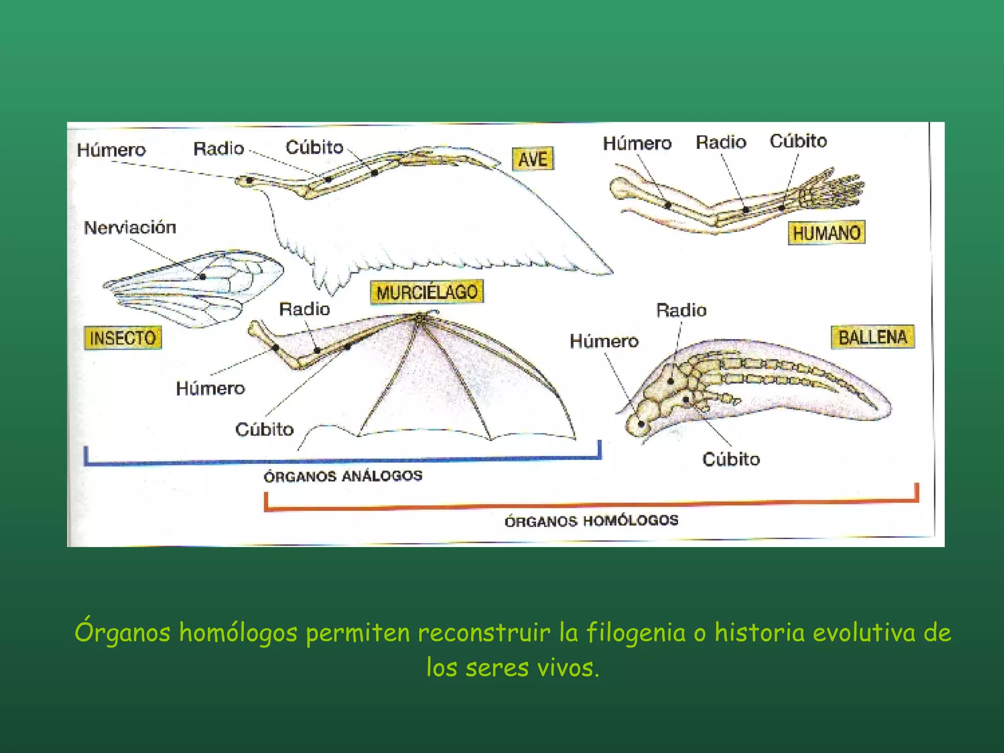 Órganos homólogos permiten reconstruir la filogenia o historia evolutiva de los seres vivos. 