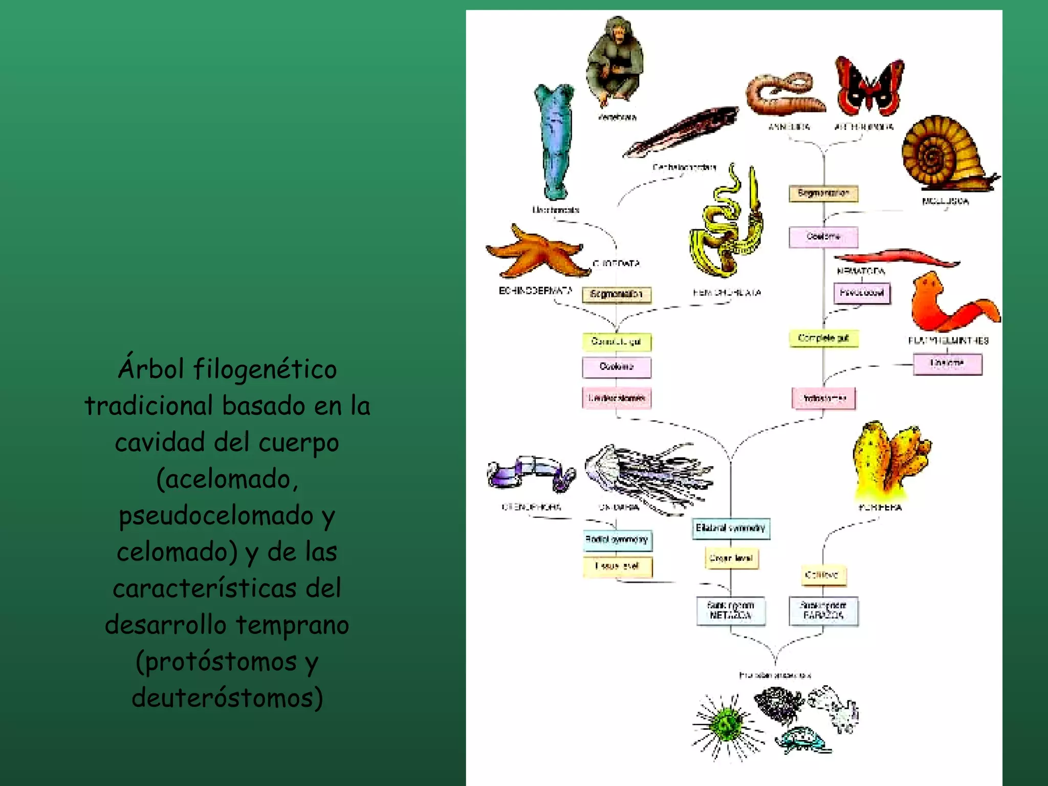 Árbol filogenético tradicional basado en la cavidad del cuerpo (acelomado, pseudocelomado y celomado) y de las características del desarrollo temprano (protóstomos y deuteróstomos) 
