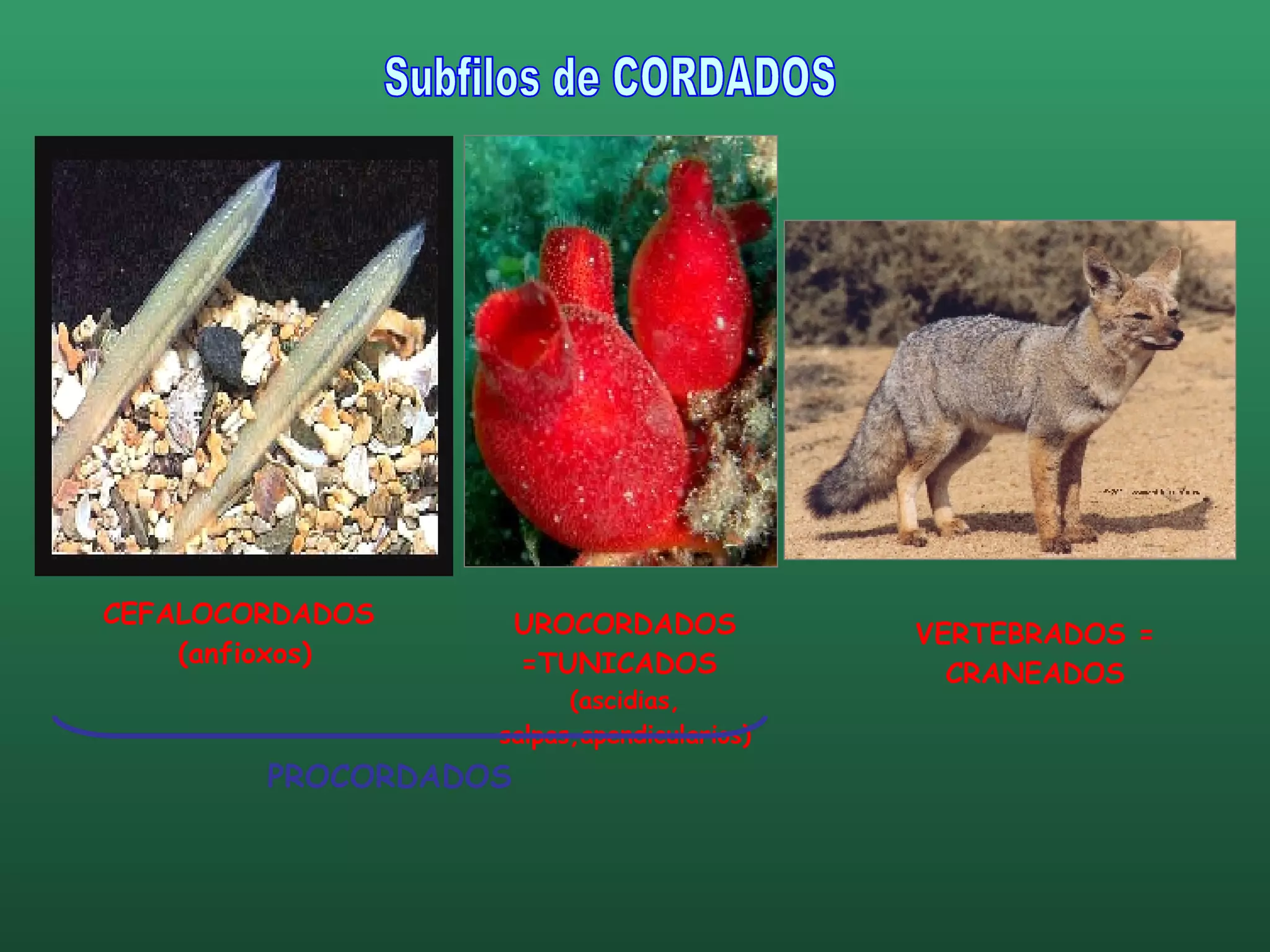 Subfilos de CORDADOS CEFALOCORDADOS  (anfioxos) UROCORDADOS =TUNICADOS  (ascidias, salpas,apendicularios) VERTEBRADOS = CRANEADOS PROCORDADOS 