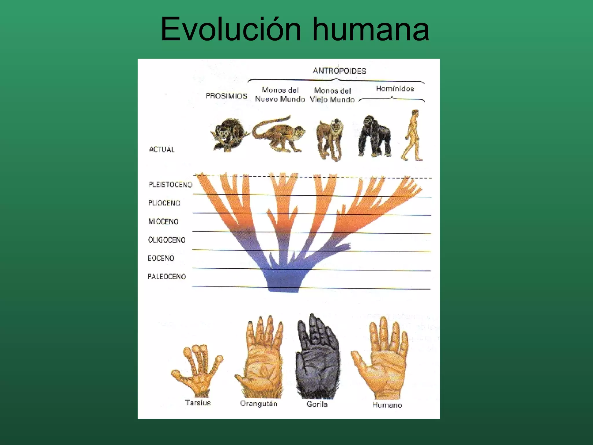 Evolución humana 