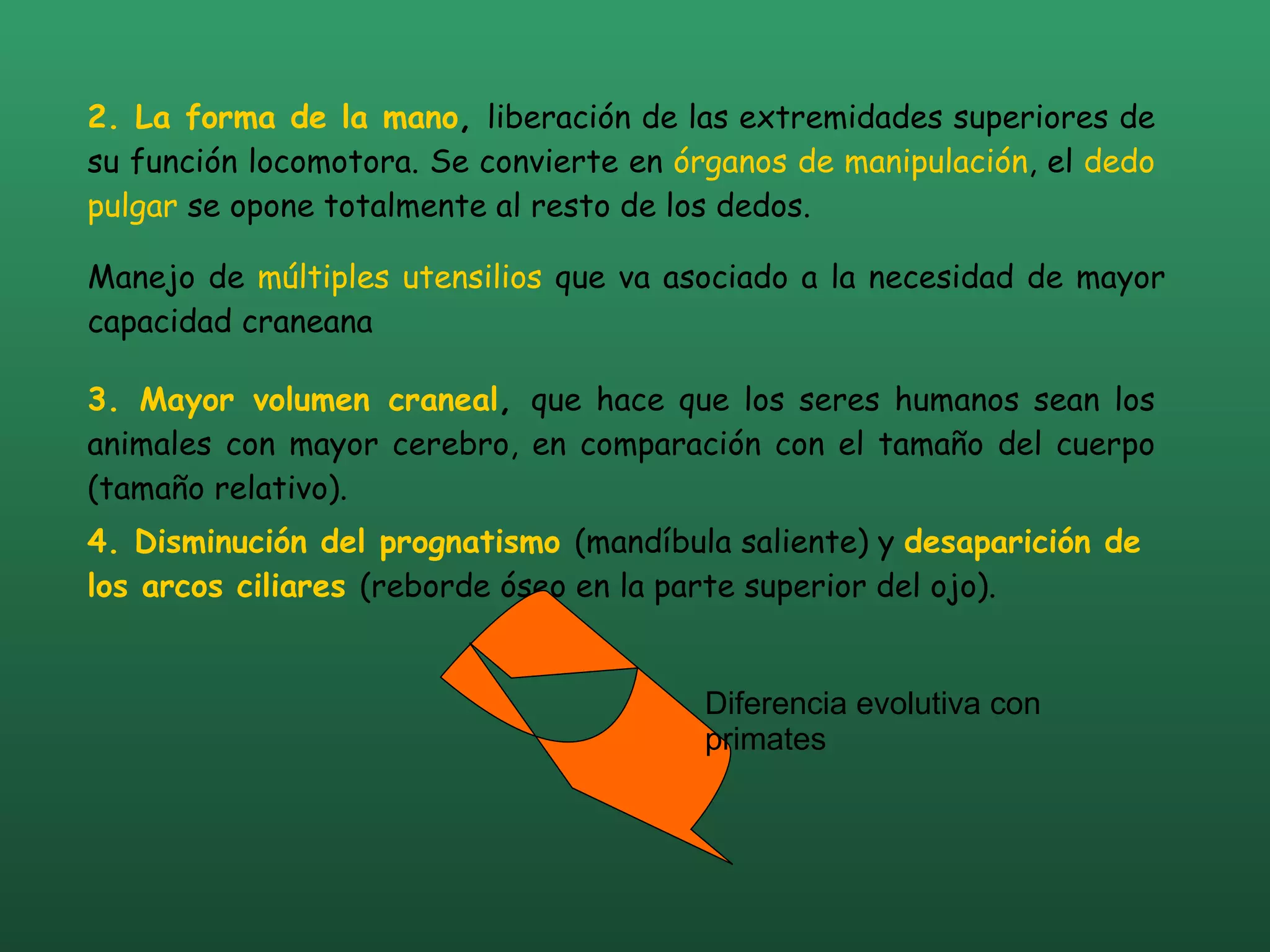 2. La forma de la mano ,  liberación de las extremidades superiores de su función locomotora. Se convierte en  órganos de manipulación , el  dedo pulgar  se opone totalmente al resto de los dedos. Manejo de  múltiples utensilios  que va asociado a la necesidad de mayor capacidad craneana 3. Mayor volumen craneal ,  que hace que los seres humanos sean los animales con mayor cerebro, en comparación con el tamaño del cuerpo (tamaño relativo).   4. Disminución del prognatismo   (mandíbula saliente) y  desaparición de los arcos ciliares   (reborde óseo en la parte superior del ojo).   Diferencia evolutiva con primates 