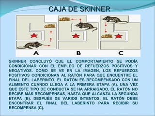 CAJA DE SKINNER SKINNER CONCLUYÓ QUE EL COMPORTAMIENTO SE PODÍA CONDICIONAR CON EL EMPLEO DE REFUERZOS POSITIVOS Y NEGATIVOS. COMO SE VE EN LA IMAGEN, LOS REFUERZOS POSITIVOS CONDICIONAN AL RATÓN PARA QUE ENCUENTRE EL FINAL DEL LABERINTO. EL RATÓN ES RECOMPENSADO CON UN ALIMENTO CUANDO LLEGA A LA PRIMERA ETAPA (A). UNA VEZ QUE ESTE TIPO DE CONDUCTA SE HA ARRAIGADO, EL RATÓN NO RECIBE MÁS RECOMPENSAS, HASTA QUE ALCANZA LA SEGUNDA ETAPA (B). DESPUÉS DE VARIOS INTENTOS, EL RATÓN DEBE ENCONTRAR EL FINAL DEL LABERINTO PARA RECIBIR SU RECOMPENSA (C). 