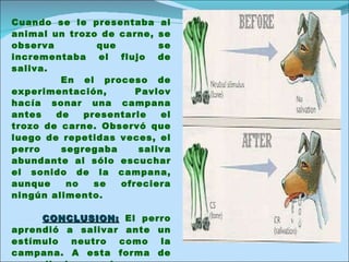 Cuando se le presentaba al animal un trozo de carne, se observa que se incrementaba el flujo de saliva. En el proceso de experimentación, Pavlov hacía sonar una campana antes de presentarle el trozo de carne. Observó que luego de repetidas veces, el perro segregaba saliva abundante al sólo escuchar el sonido de la campana, aunque no se ofreciera ningún alimento.  CONCLUSION:   El perro aprendió a salivar ante un estímulo neutro como la campana. A esta forma de aprendizaje se le conoce como  CONDICIONAMIENTO CLÁSICO 