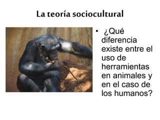 La teoría sociocultural
• ¿Qué
diferencia
existe entre el
uso de
herramientas
en animales y
en el caso de
los humanos?
 