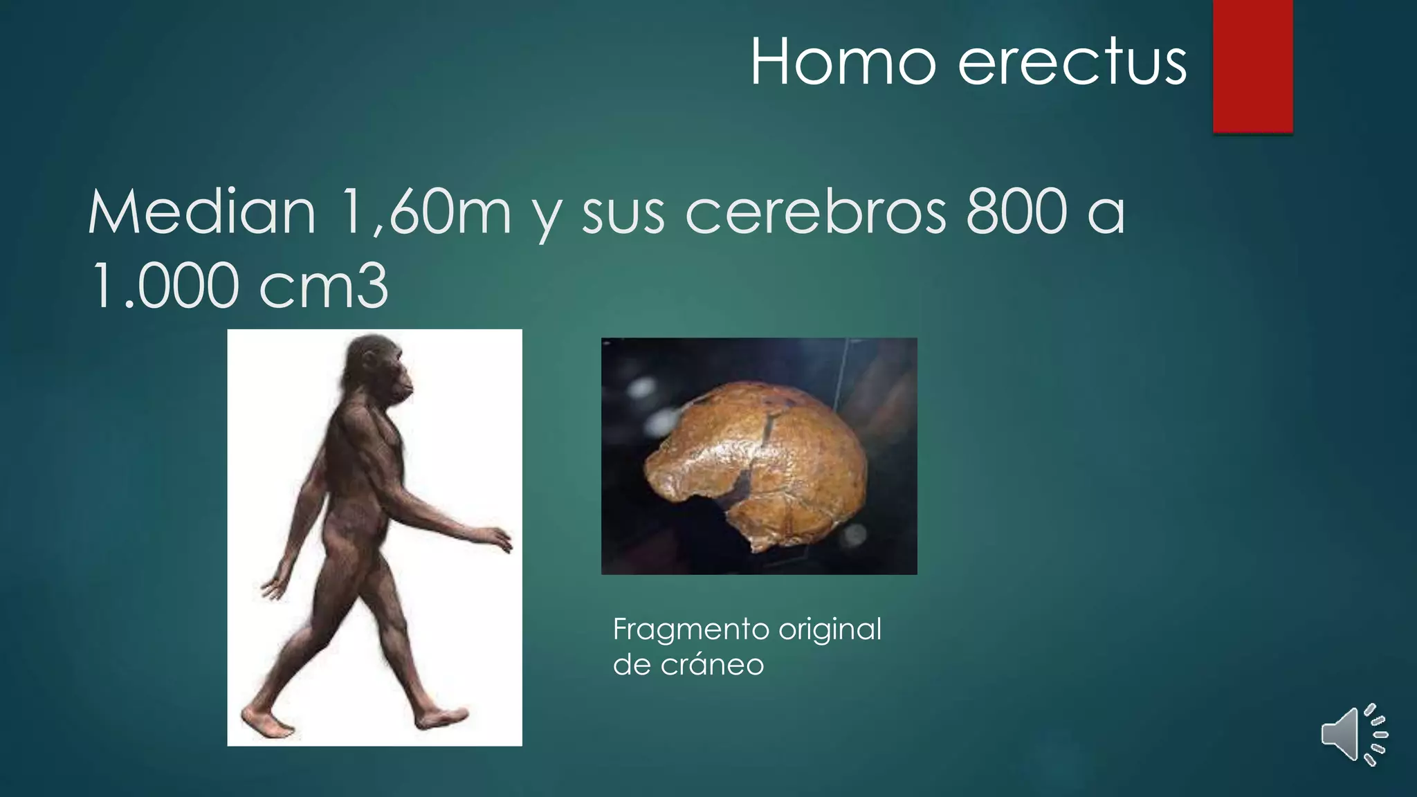 Median 1,60m y sus cerebros 800 a
1.000 cm3
Homo erectus
Fragmento original
de cráneo