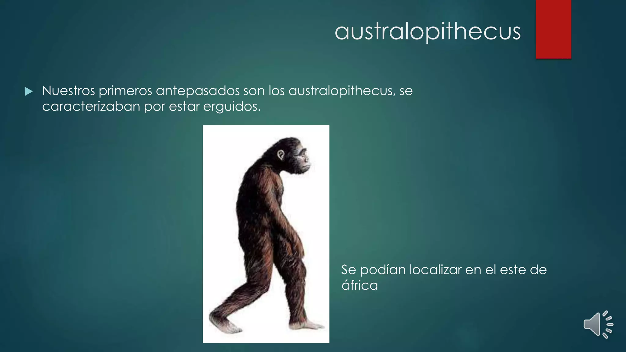 australopithecus
Nuestros primeros antepasados son los australopithecus, se
caracterizaban por estar erguidos.
Se podían localizar en el este de
áfrica
