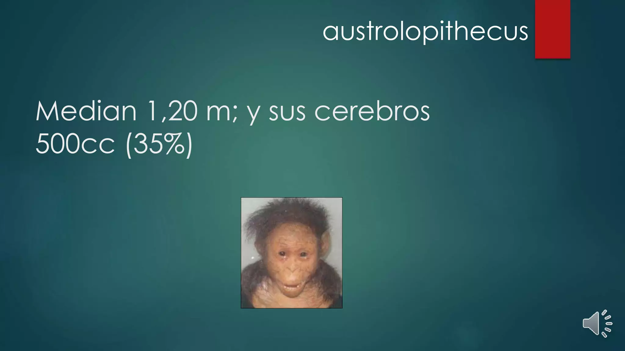 Median 1,20 m; y sus cerebros
500cc (35%)
austrolopithecus