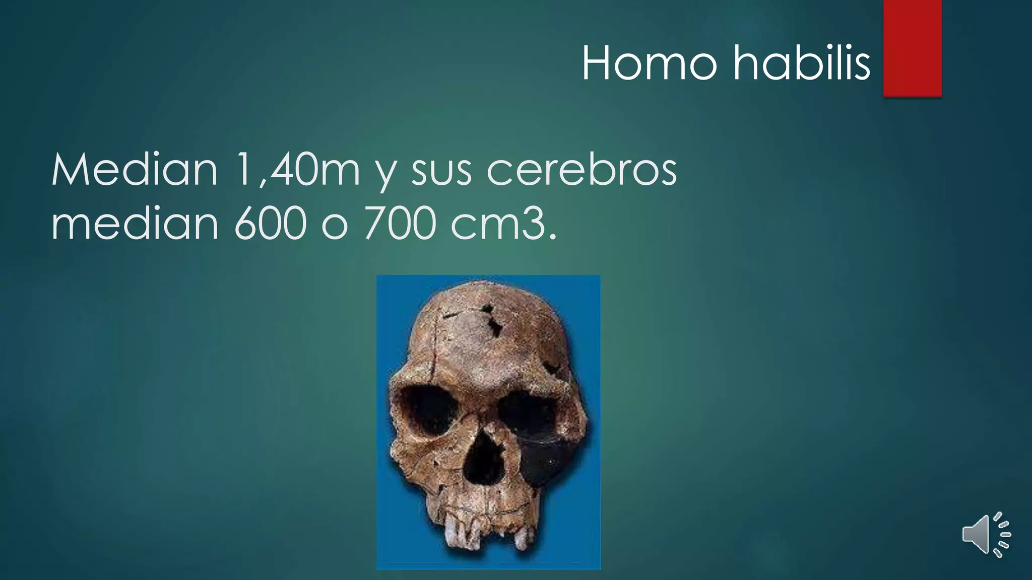 Median 1,40m y sus cerebros
median 600 o 700 cm3.
Homo habilis