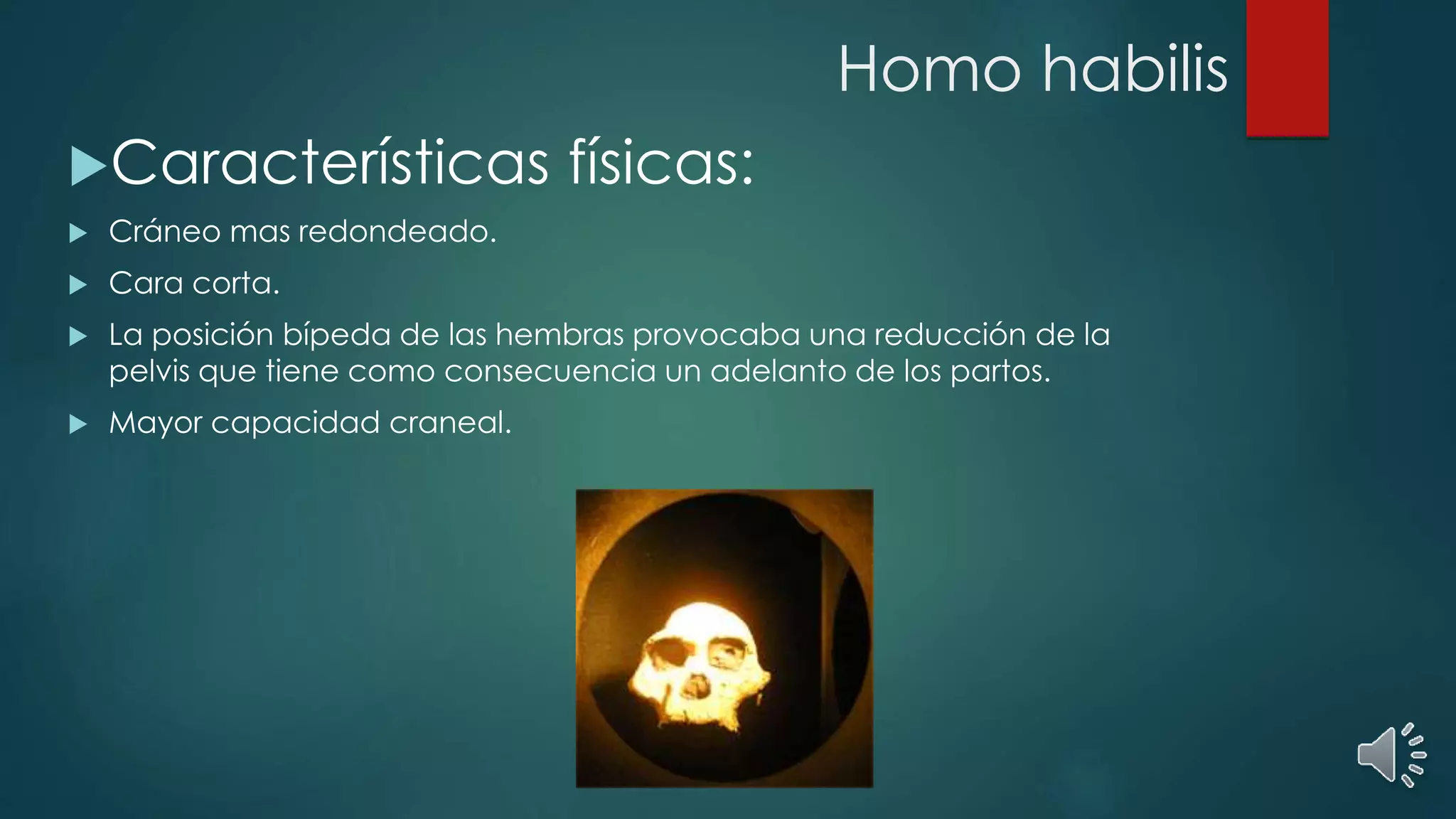 Homo habilis
Características físicas:
Cráneo mas redondeado.
Cara corta.
La posición bípeda de las hembras provocaba una reducción de la
pelvis que tiene como consecuencia un adelanto de los partos.
Mayor capacidad craneal.