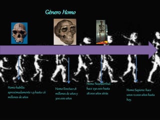 Género Homo
Homo habilis:
aproximadamente 1,9 hasta 1,6
millones de años
Homo Erectus:1,8
millones de años y
300.000 años
Homo Sapiens: hace
unos 12.000 años hasta
hoy.
Homo Neanderthal:
hace 230.000 hasta
28.000 años atrás
 