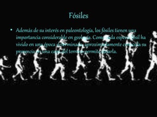 Fósiles
• Además de su interés en paleontología, los fósiles tienen una
importancia considerable en geología. Como cada especie fósil ha
vivido en una época determinada, aproximadamente conocida su
presencia en una capa del terreno permite datarla.
 