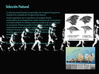 Selección Natural
La selección natural puede ser expresada como la siguiente ley general,
tomada de la conclusión de El origen de las especies:
Existen organismos que se reproducen y la progenie hereda
características de sus progenitores, existen variaciones de características
si el medio ambiente no admite a todos los miembros de una población
en crecimiento. Entonces aquellos miembros de la población con
características menos adaptadas (según lo determine su medio
ambiente) morirán con mayor probabilidad. Entonces aquellos
miembros con características mejor adaptadas sobrevivirán más
probablemente.
Ejemplos:
El desarrollo de resistencia a antibióticos en microorganismos.
Una campaña armamentística evolutiva, en la que las bacterias evolucionan hacia formas más resistentes y los investigadores médicos desarrollan nuevos antibióticos.
 